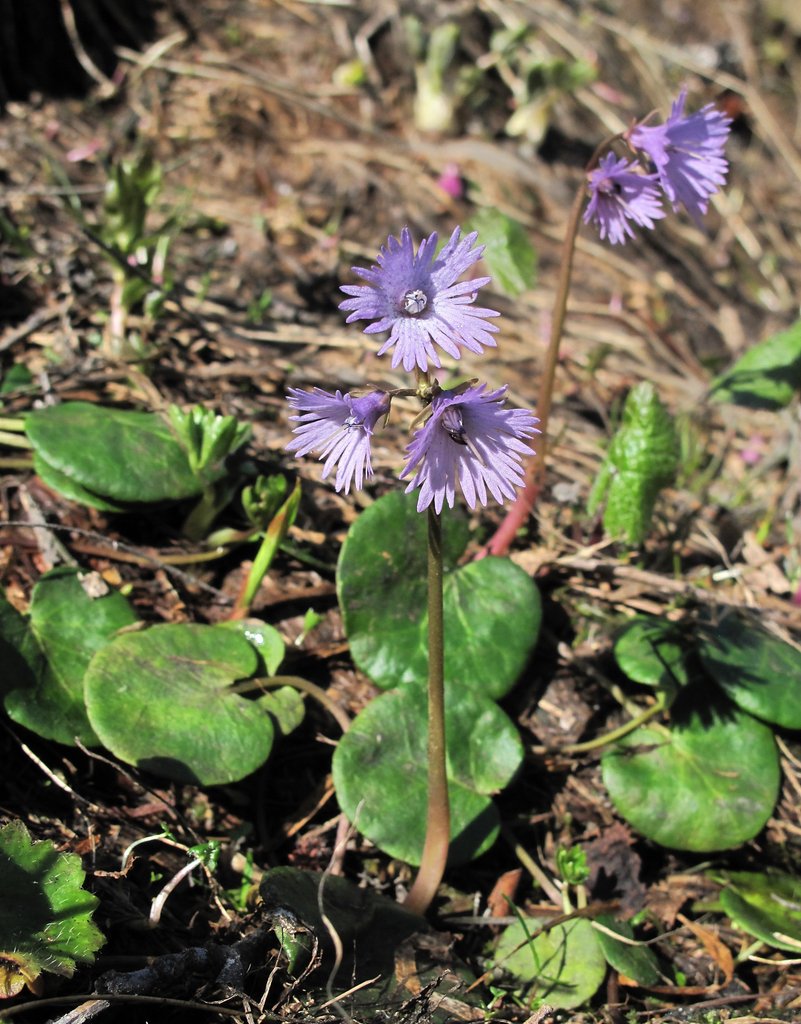 Soldanella alpina